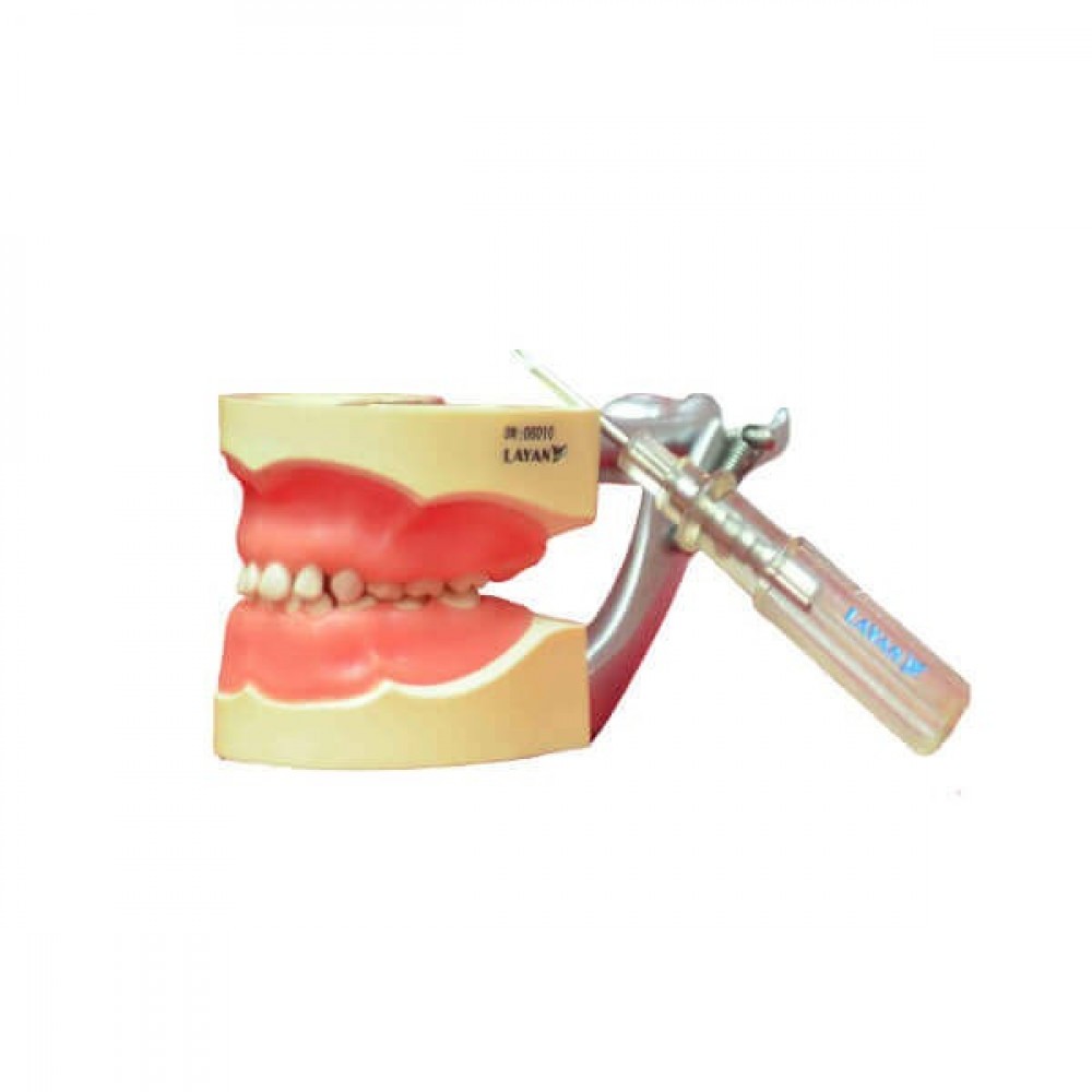Artificial Jaw Model Pedo 24 Teeth