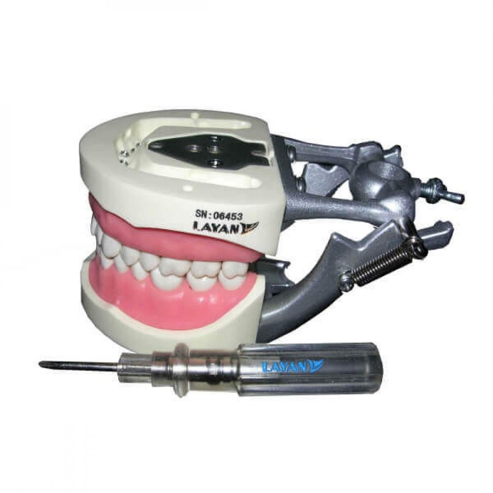 Artificial Jaw Model Adult 32 Teeth/
